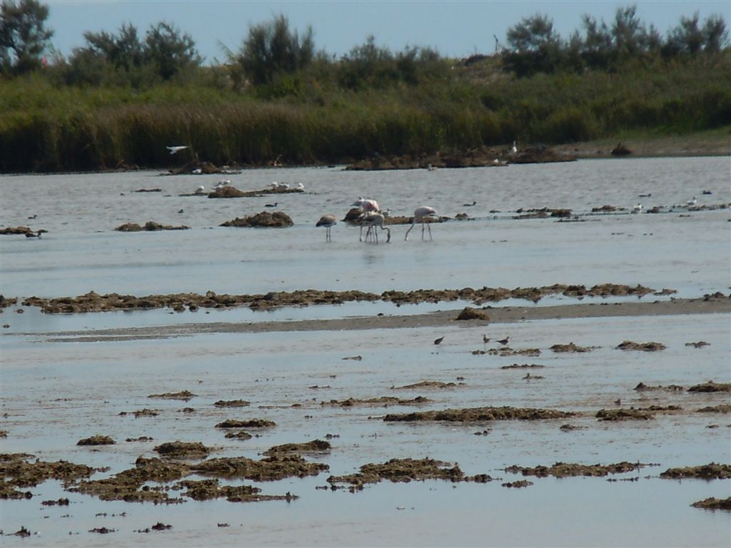 Fenicotteri rosa a distanza